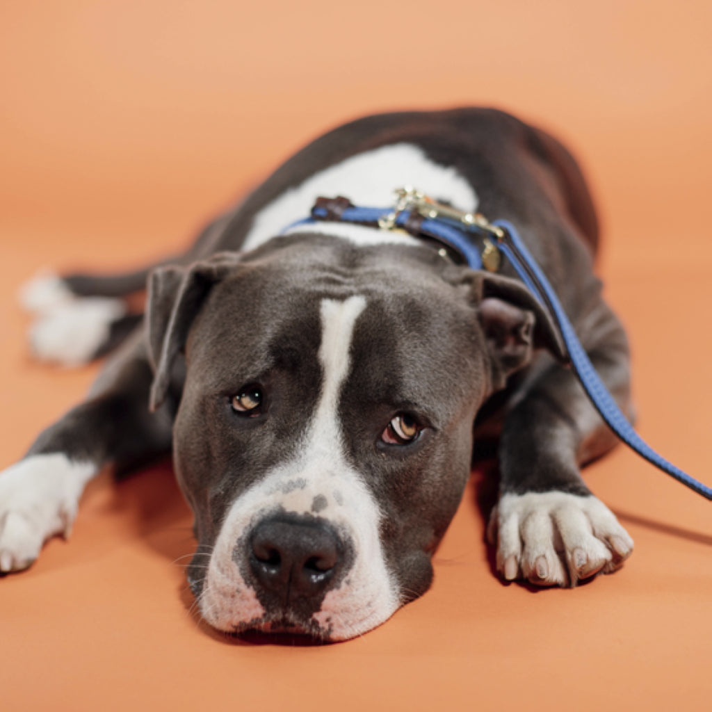 Laisse pour chien en Nylon tressée - Kentucky