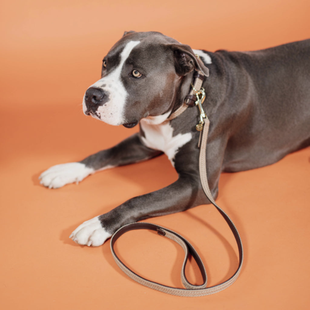 Laisse pour chien en Nylon tressée - Kentucky