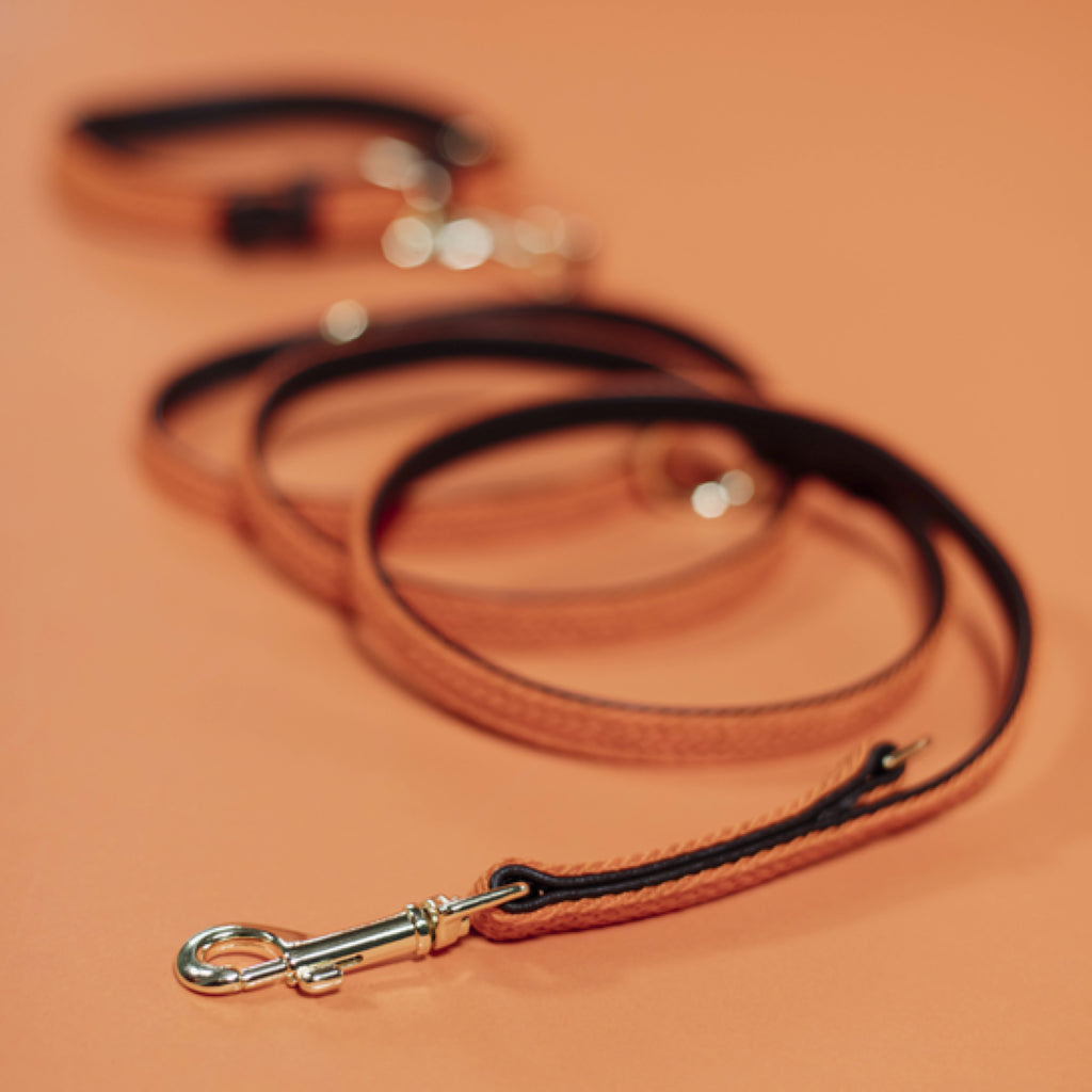 Laisse pour chien en Nylon tressée - Kentucky