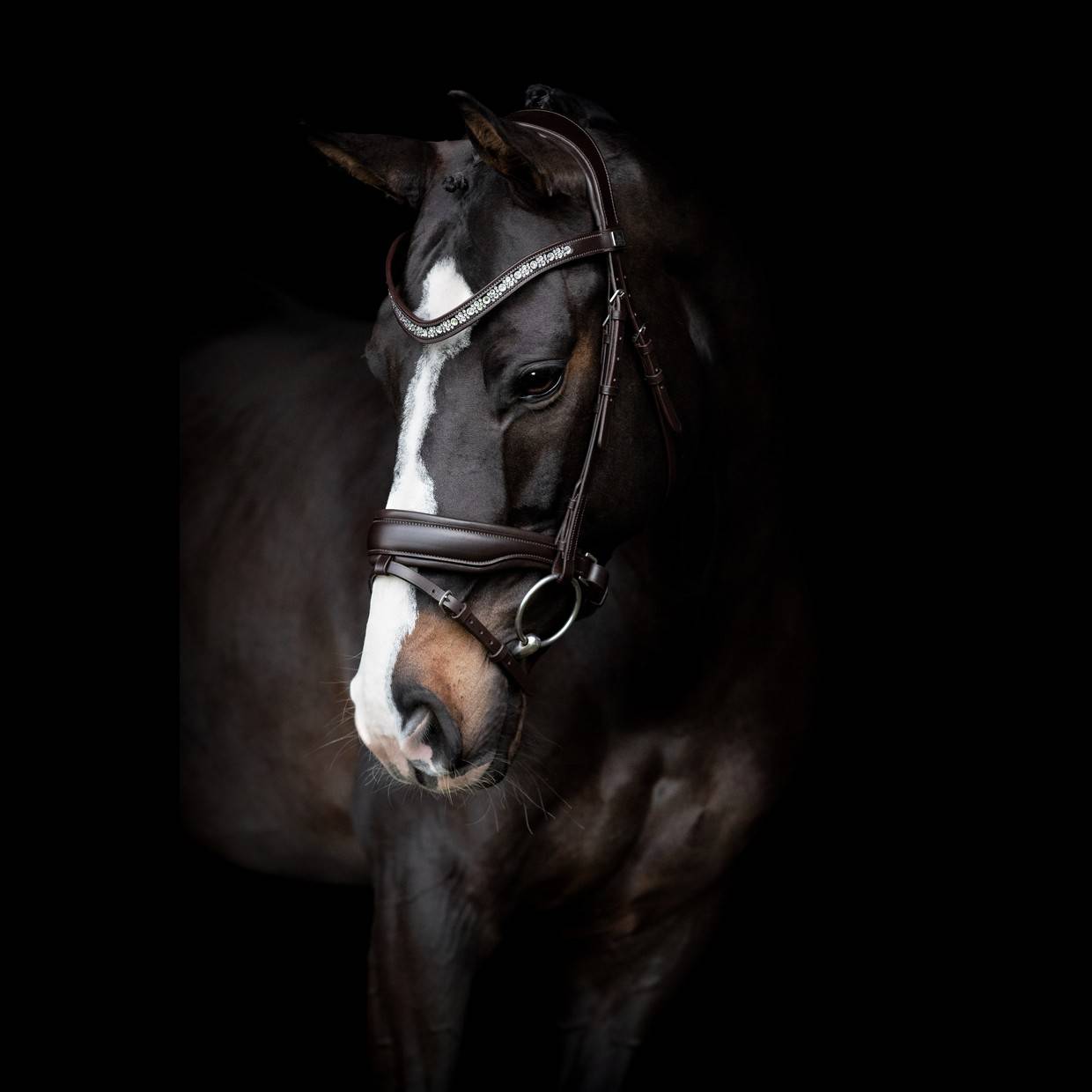 Danciero Bridle - SD Design