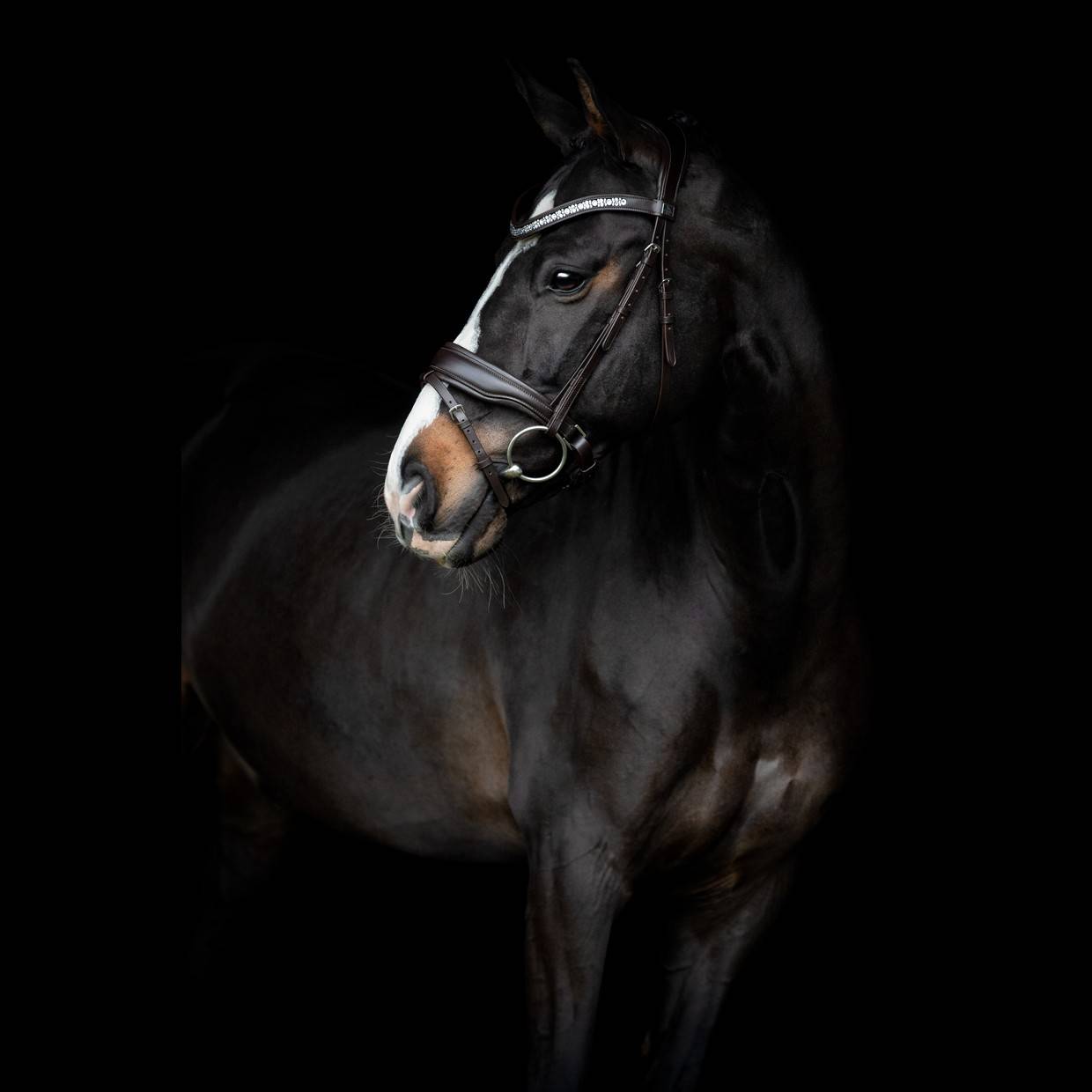 Danciero Bridle - SD Design