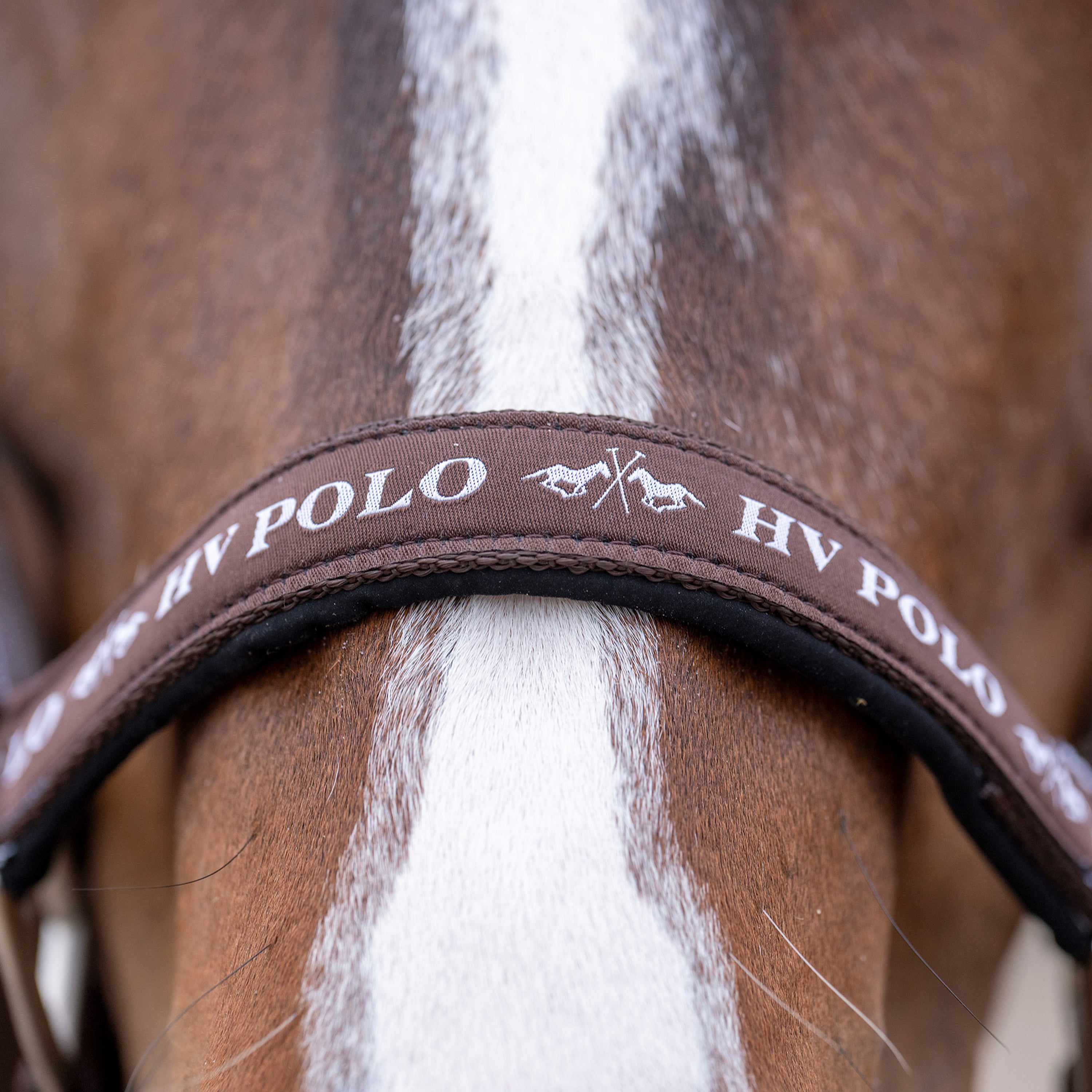 Licol HV Polo