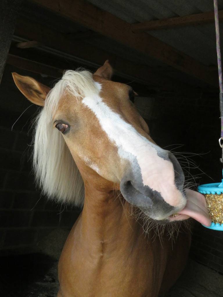 GRANOLA licking block - LIKIT