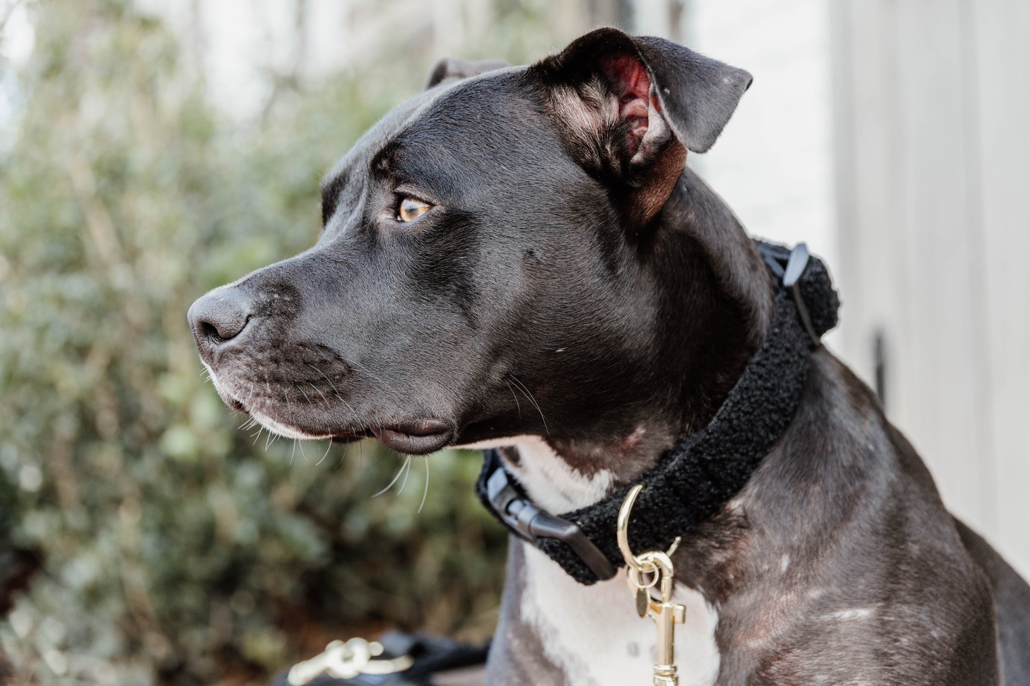 Collier pour chien Teddy Fleece - Kentucky