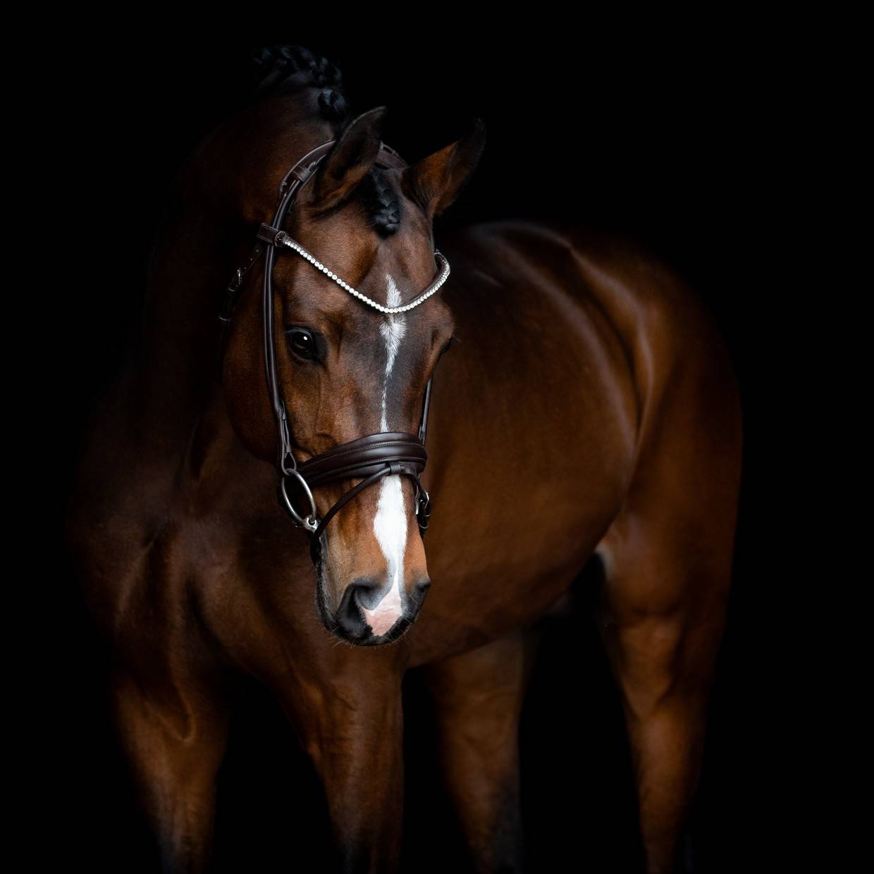 RAPSODY round leather bridle Brown - SD Design