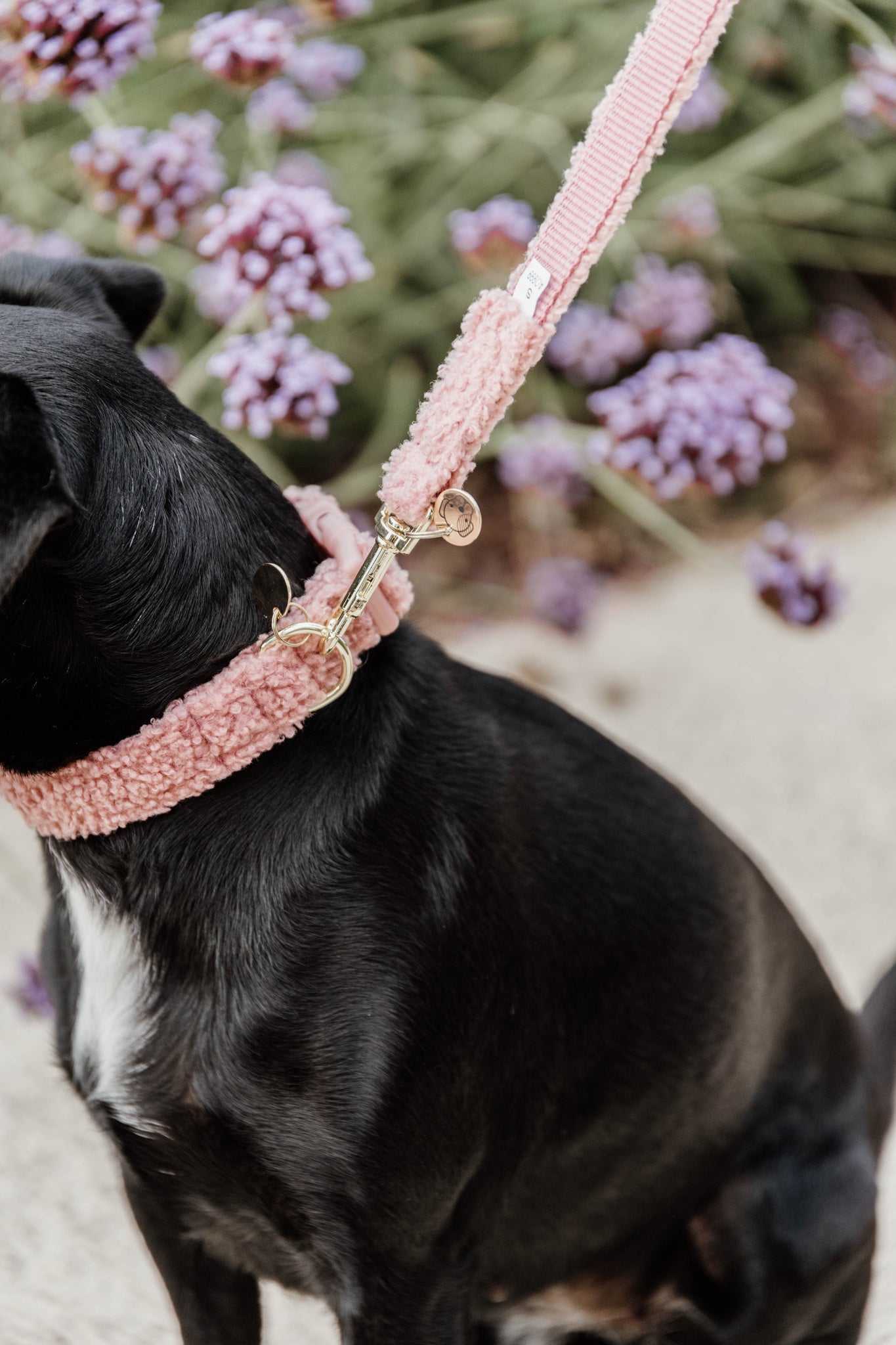 Collier pour chien Teddy Fleece - Kentucky