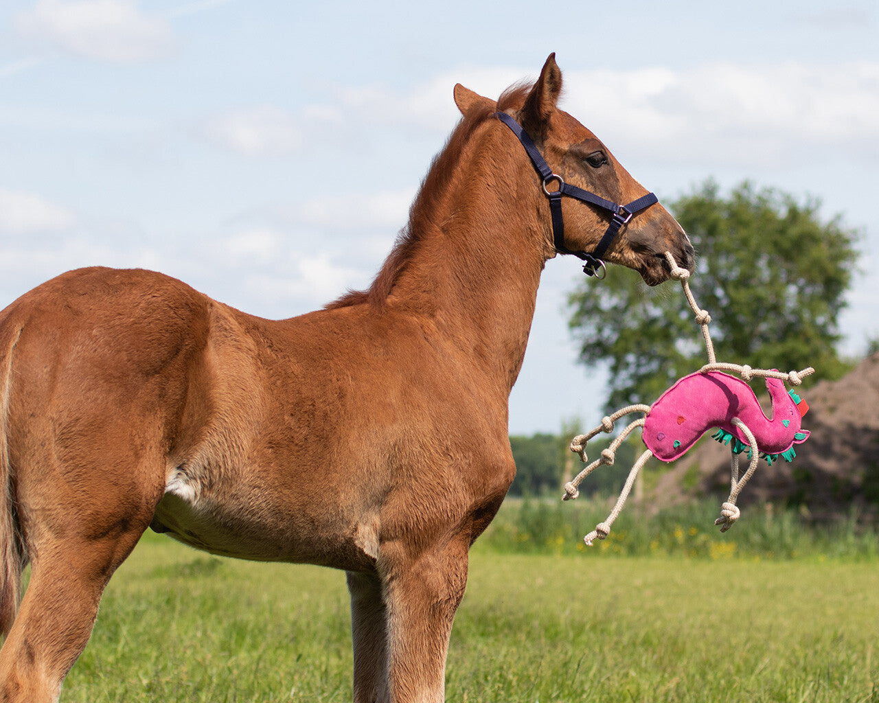 Jouet de box Licorne - QHP