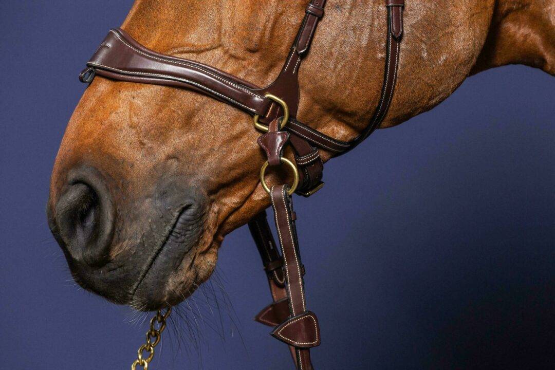 D-Motion Bridle - Dy&