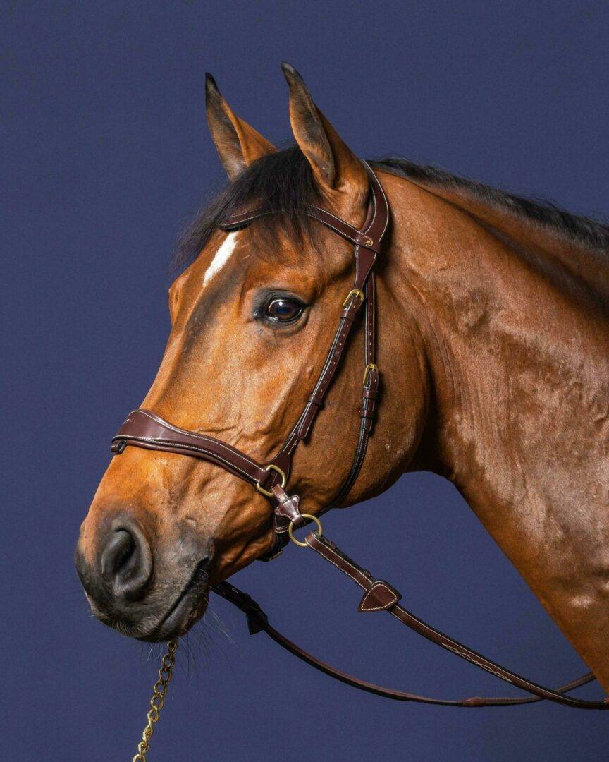 D-Motion Bridle - Dy&