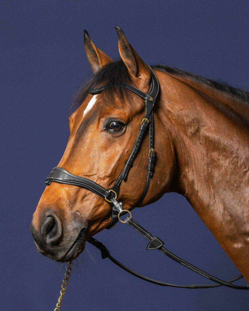 D-Motion Bridle - Dy&