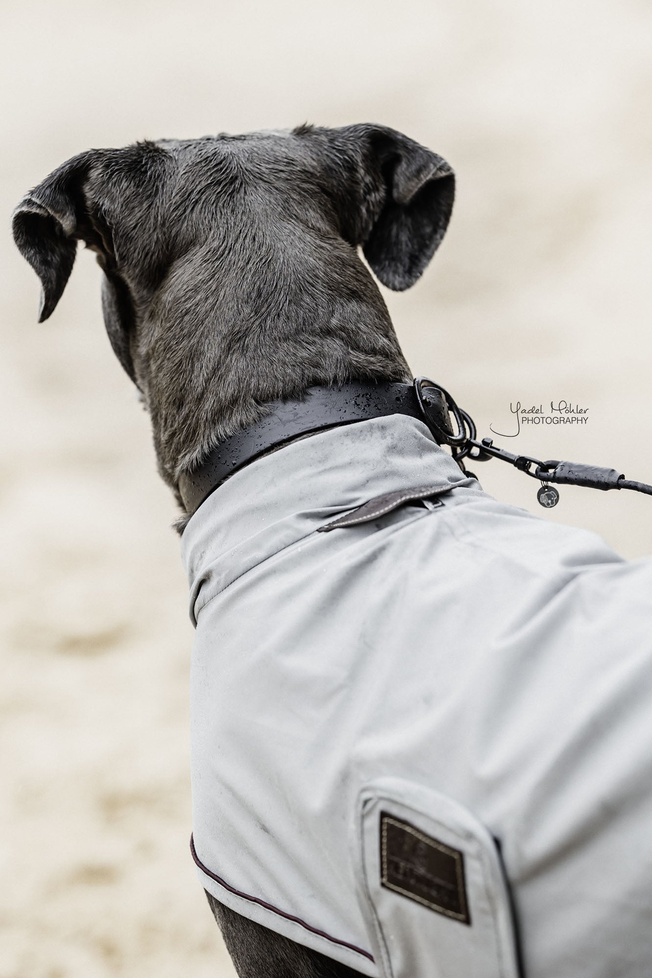 Collier pour chien Soft Rubber - Kentucky