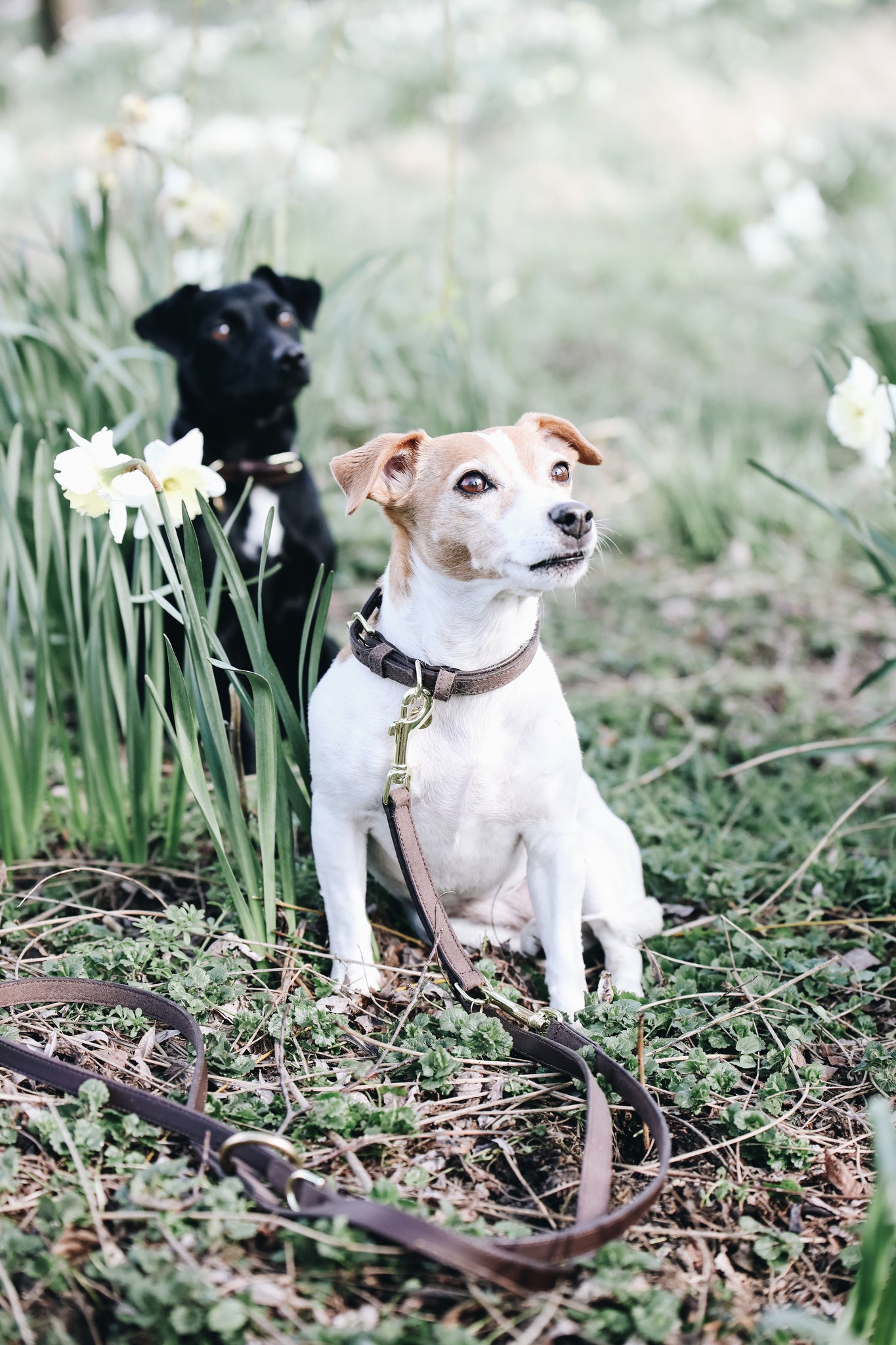 Collier pour chien Velvet Leather - Kentucky