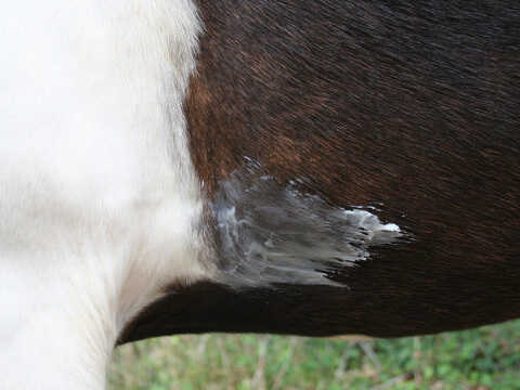 Baume anti-parasites NATJELY - ANIMADERM