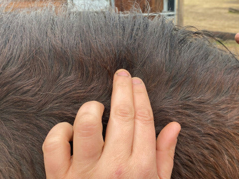 Lotion DERFEN™ "CLEAR" - Animaderm