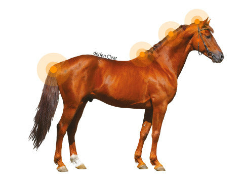 Lotion DERFEN™ "CLEAR" - Animaderm