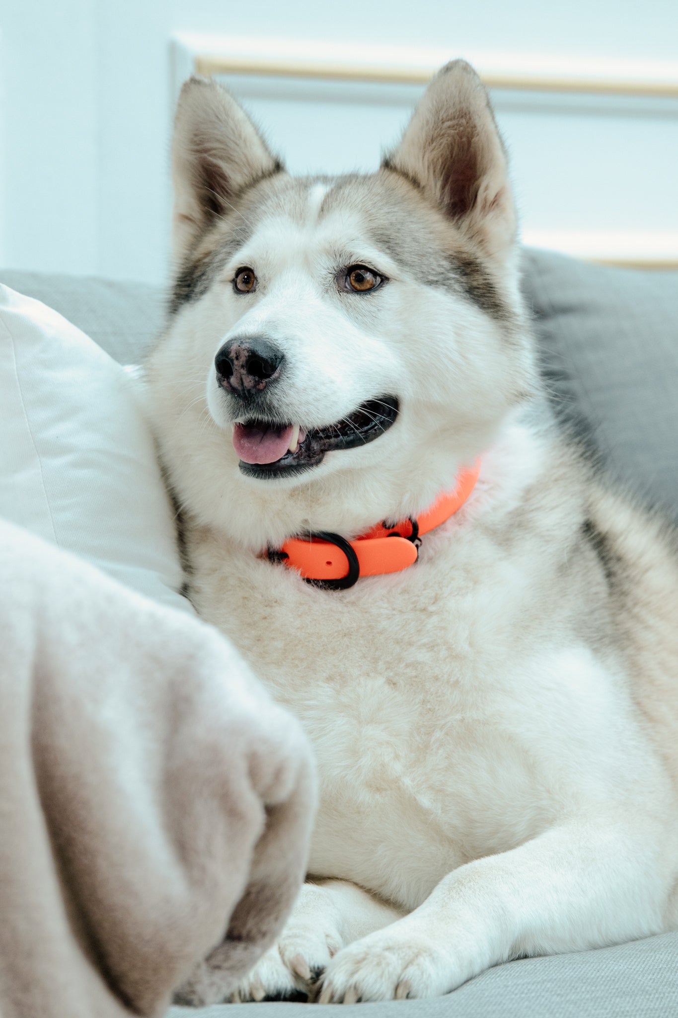 Collier pour chien Soft Rubber - Kentucky