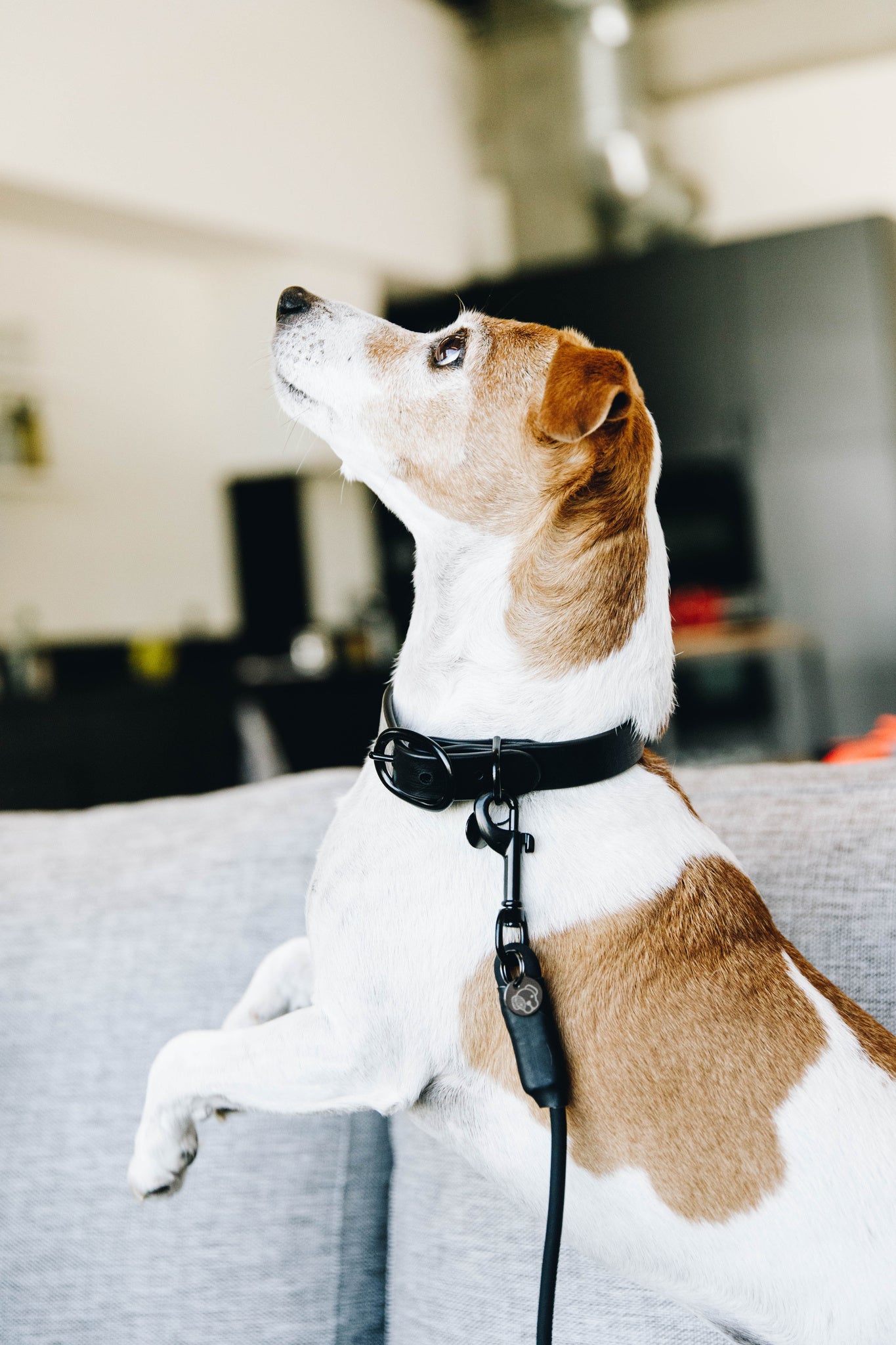 Collier pour chien Soft Rubber - Kentucky