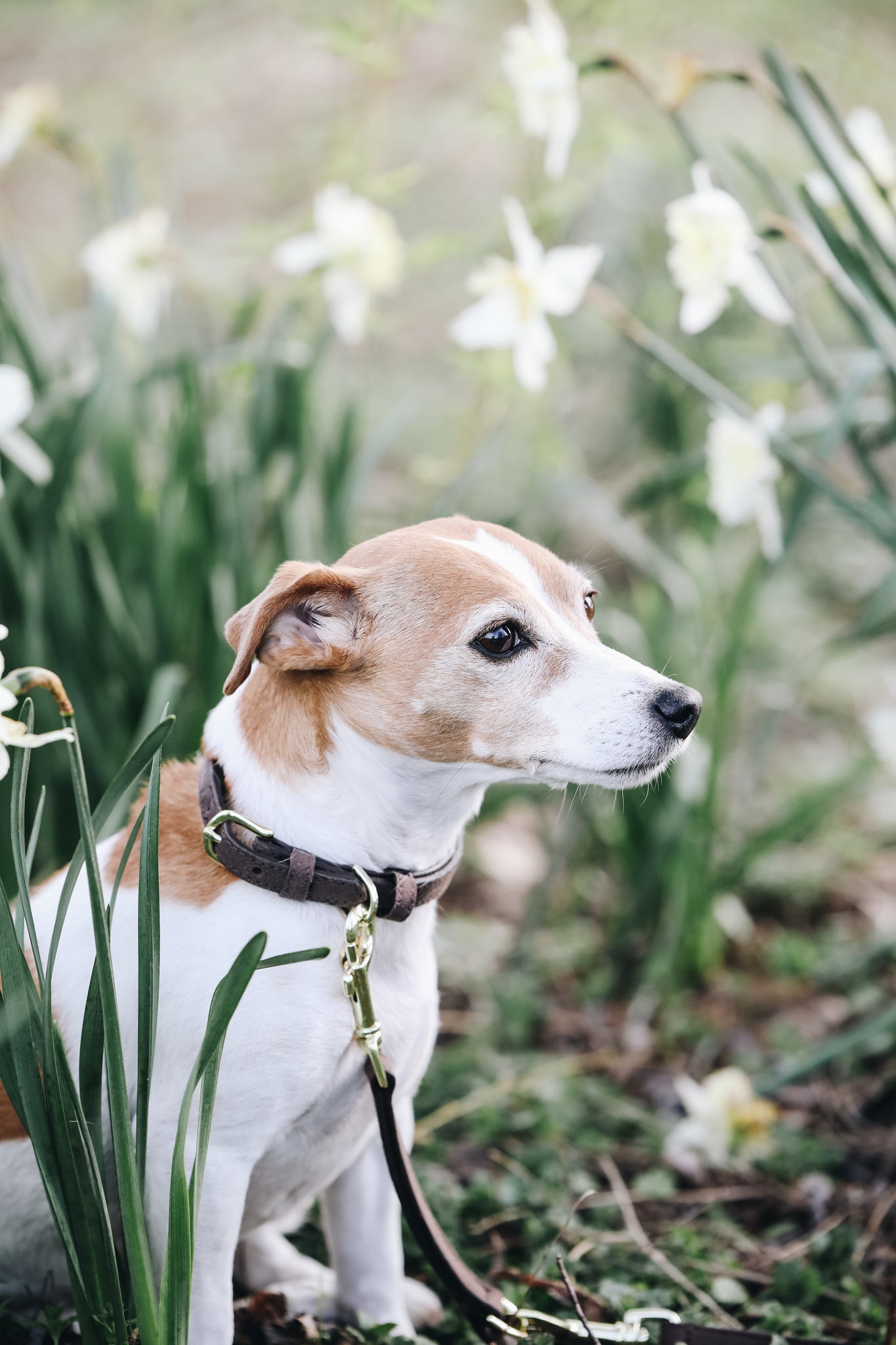 Collier pour chien Velvet Leather - Kentucky