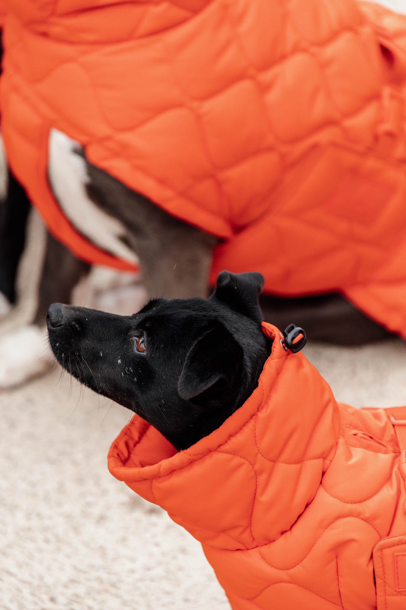 Manteau d&