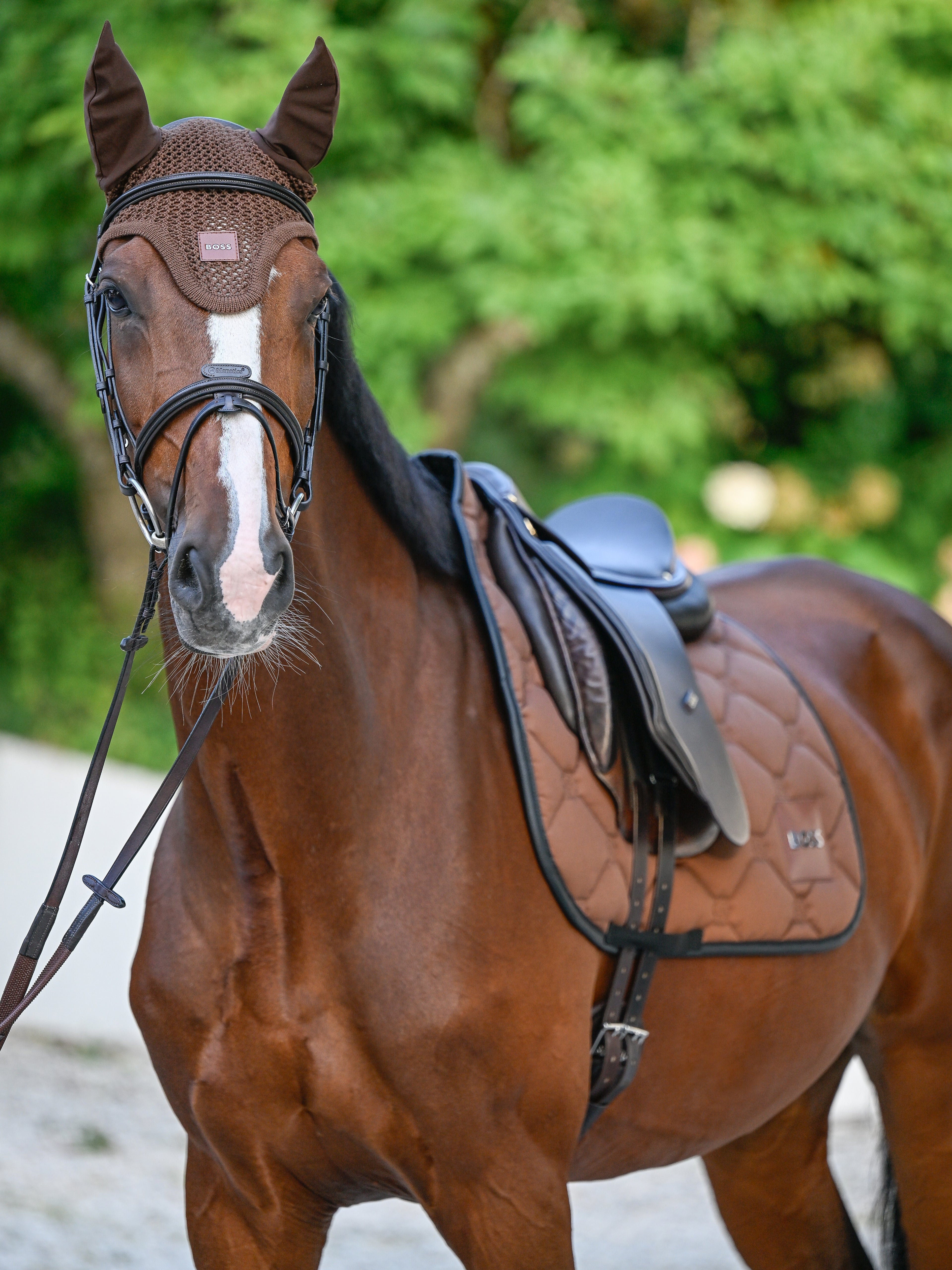 Bonnet anti-mouches Cappuccino - Boss Equestrian