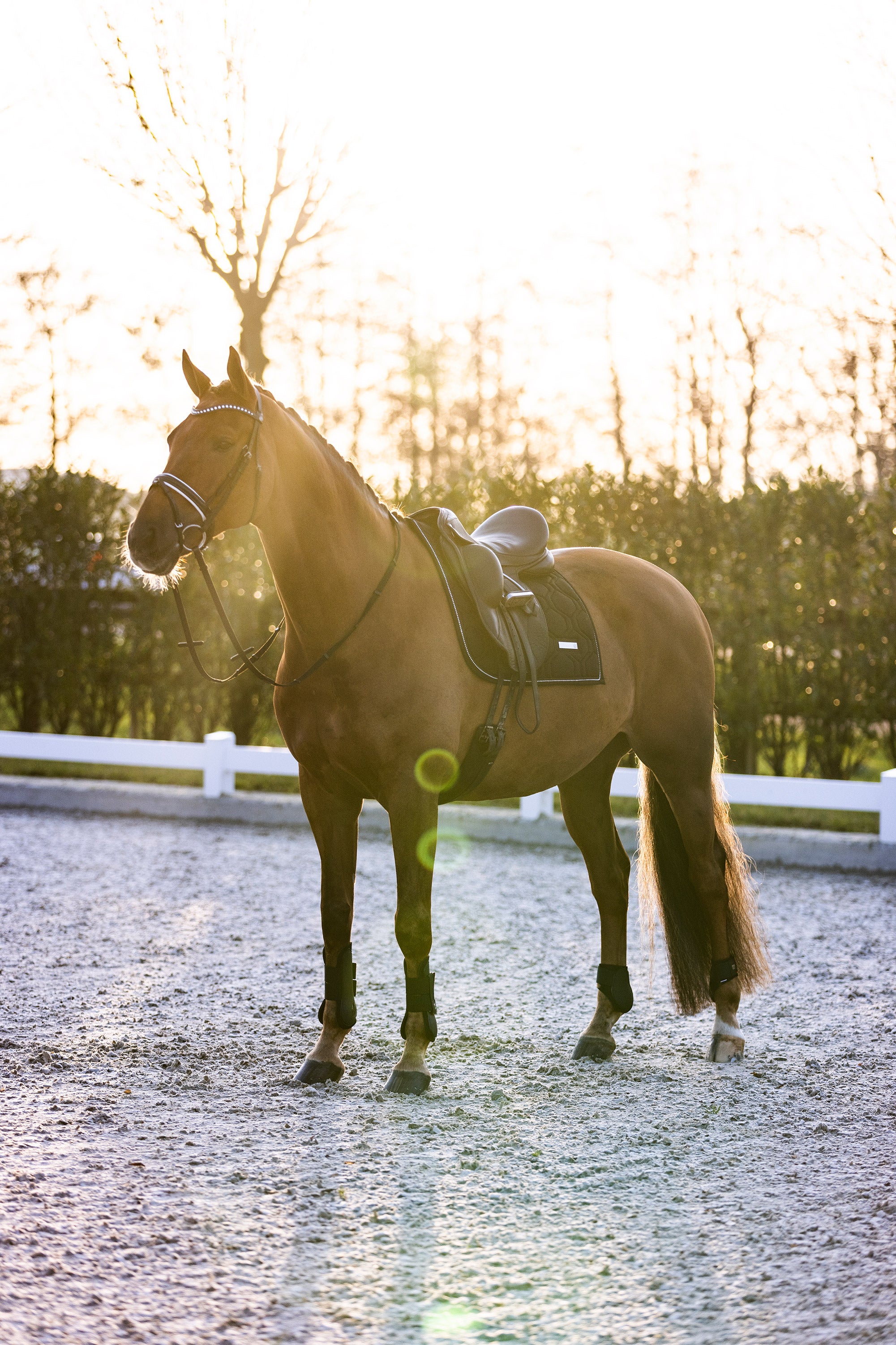 Guetres Lovely - IMPERIAL RIDING