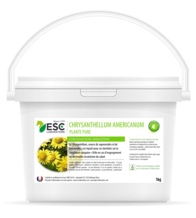 Chrysantellum americanum Engorgements - ESC LABORATOIRE