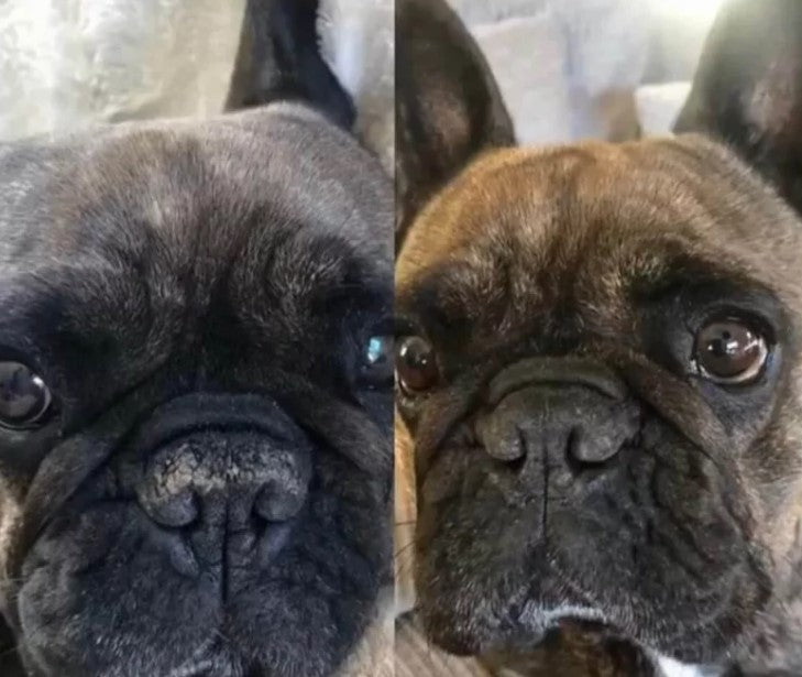 Baume pour la truffe chien - NELLUMBO