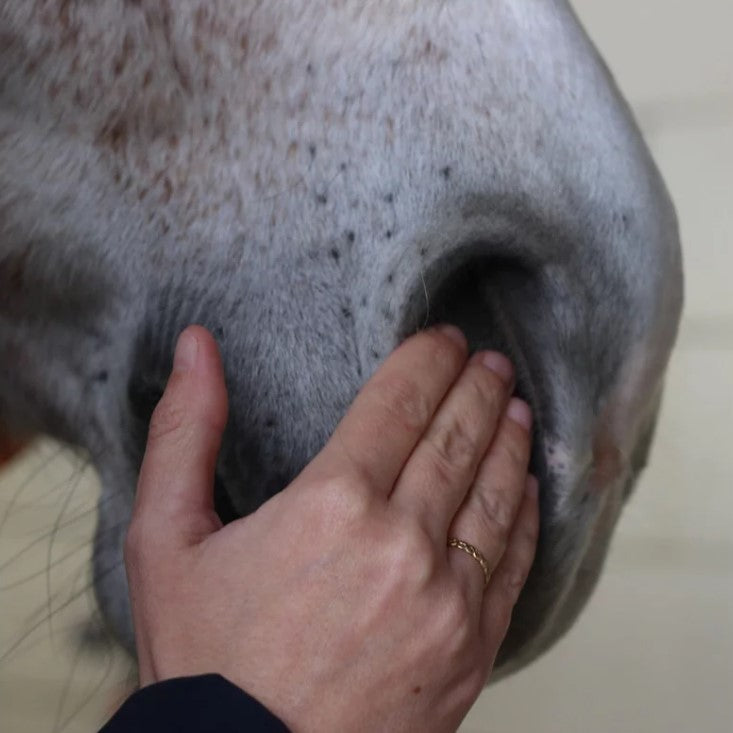 Sérum Confort Respiratoire cheval - Nellumbo