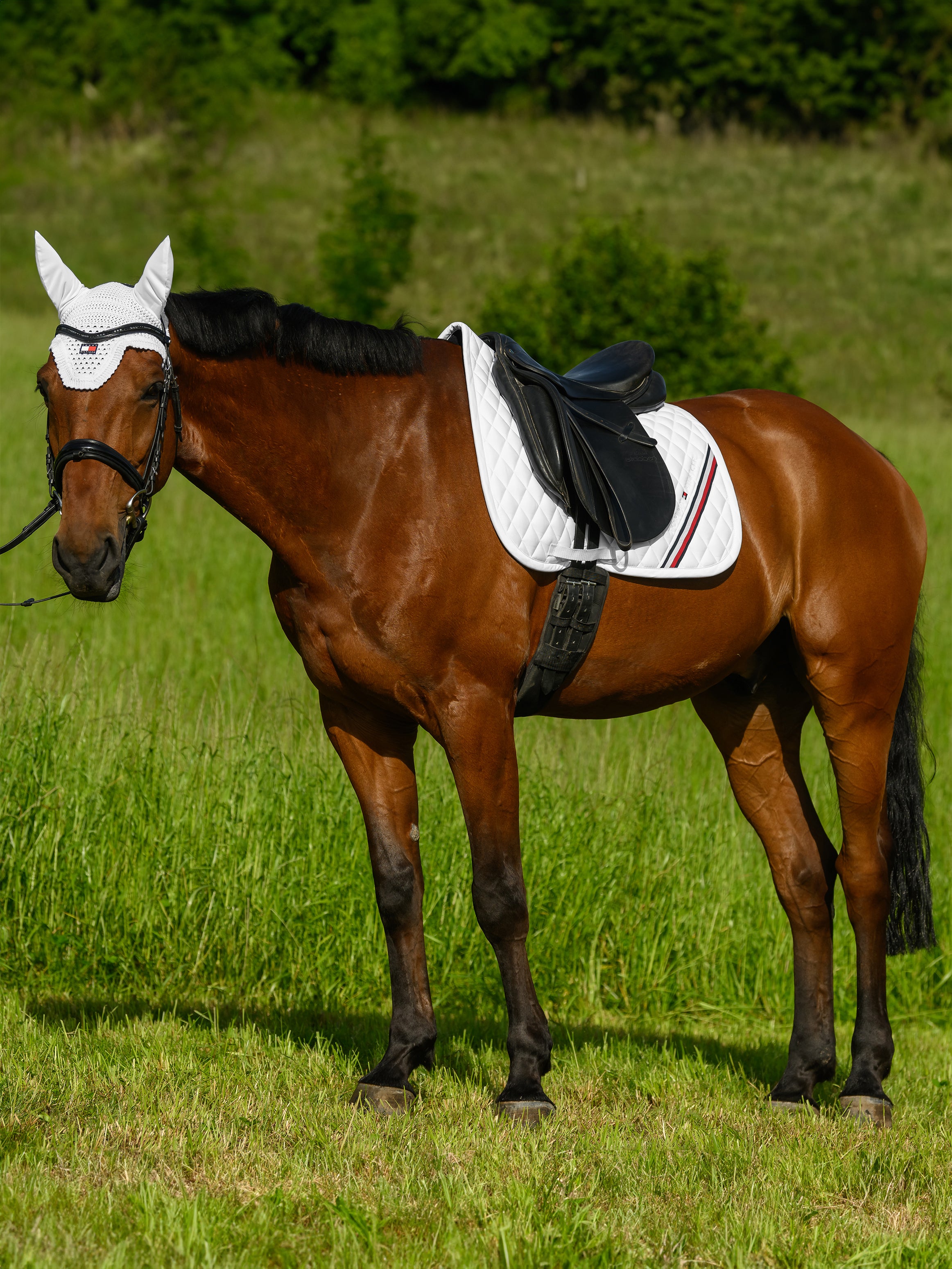 Tapis de selle Stanford DRESSAGE - TOMMY HILFIGER