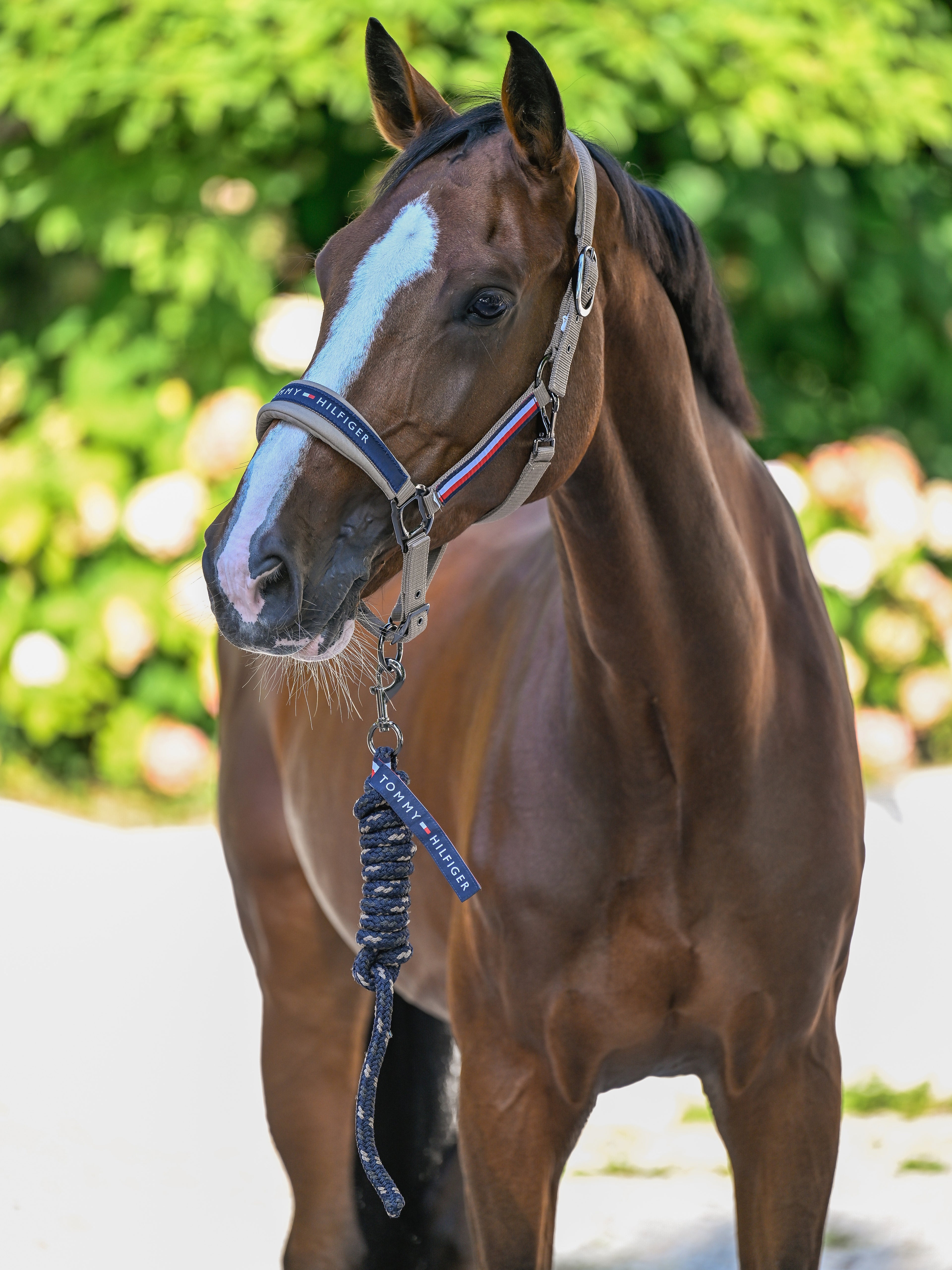 Set licol et longe Yale - Tommy Hilfiger