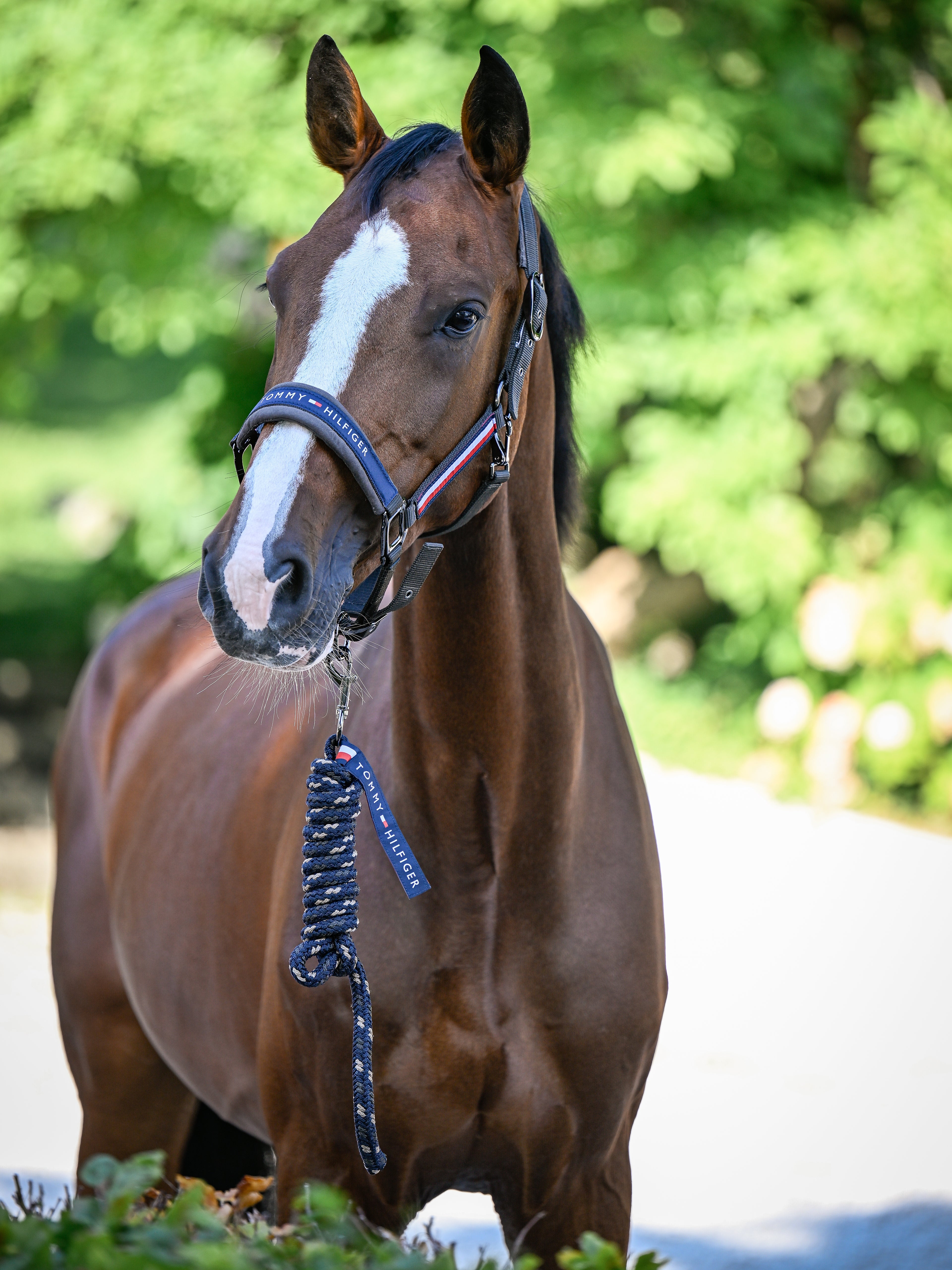 Set licol et longe Yale - Tommy Hilfiger