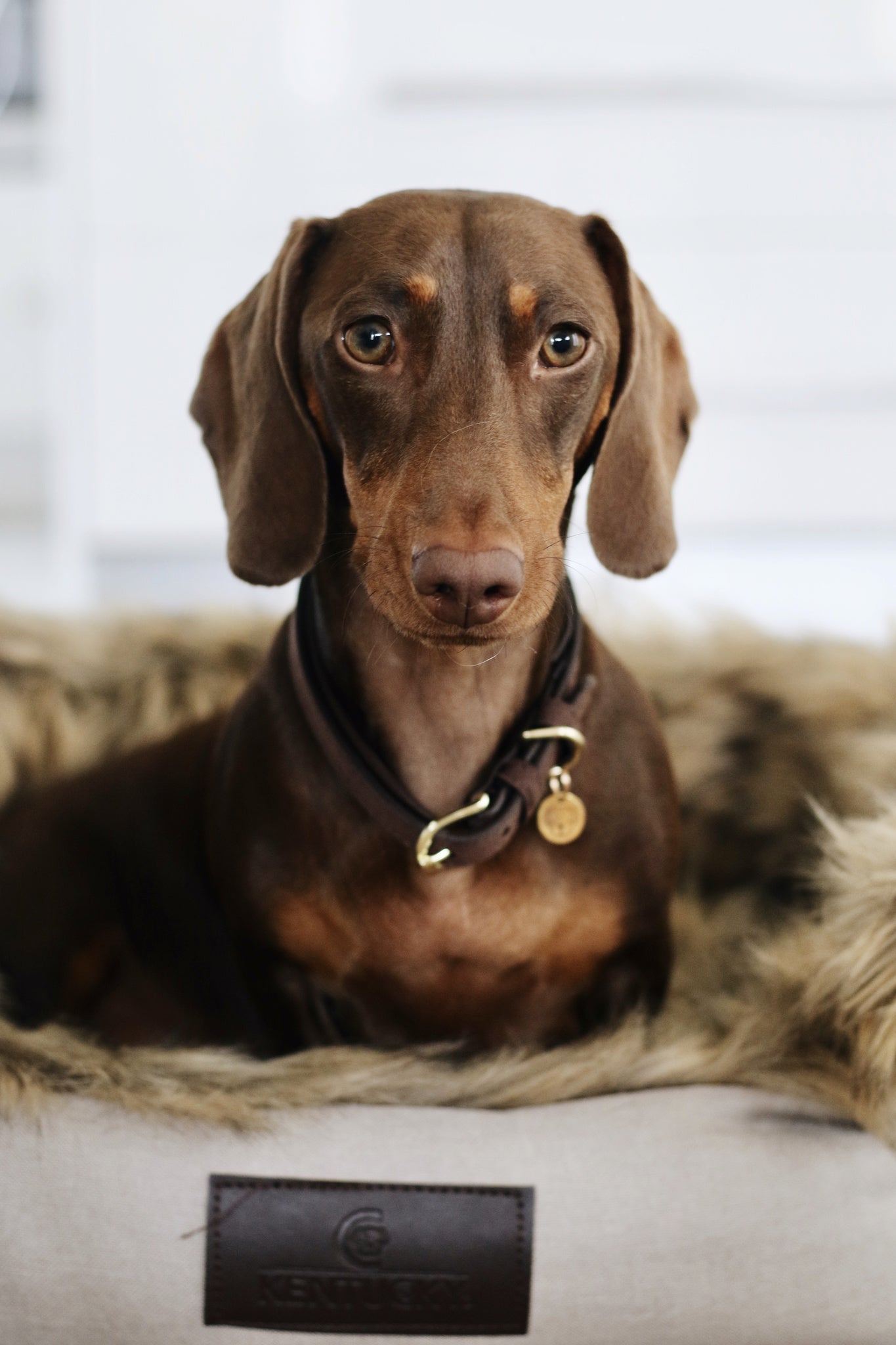 Collier pour chien Velvet Leather - Kentucky