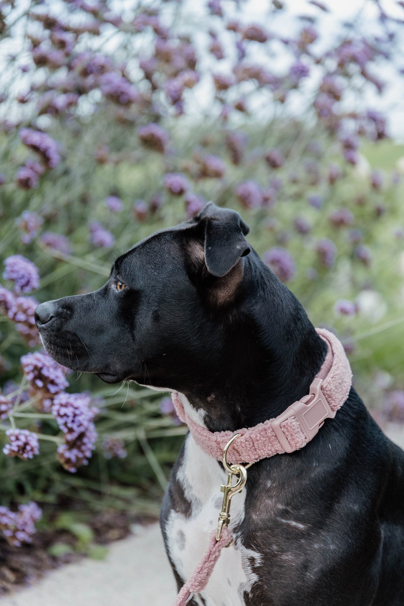 Collier pour chien Teddy Fleece - Kentucky