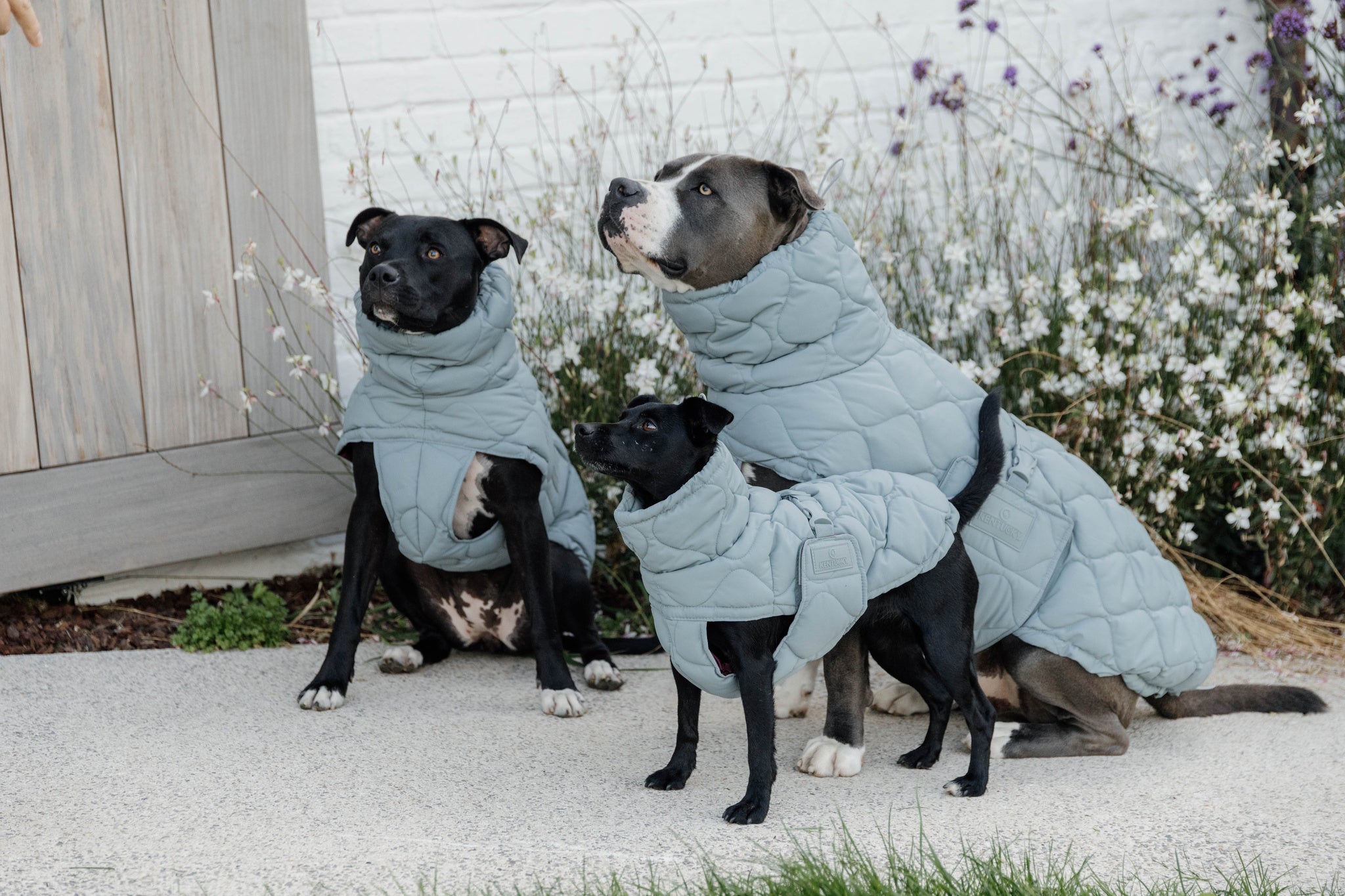 Manteau d&