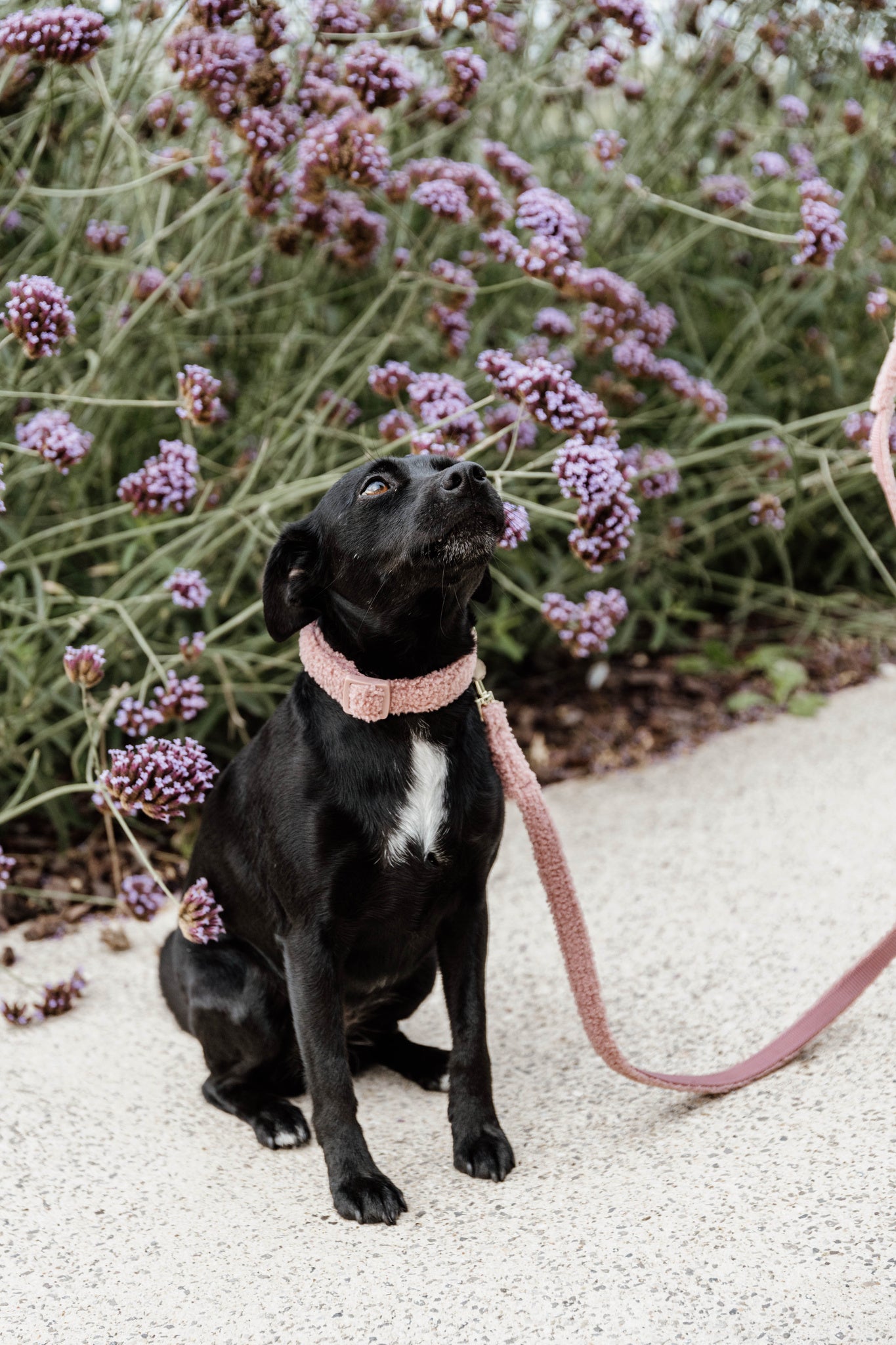 Collier pour chien Teddy Fleece - Kentucky