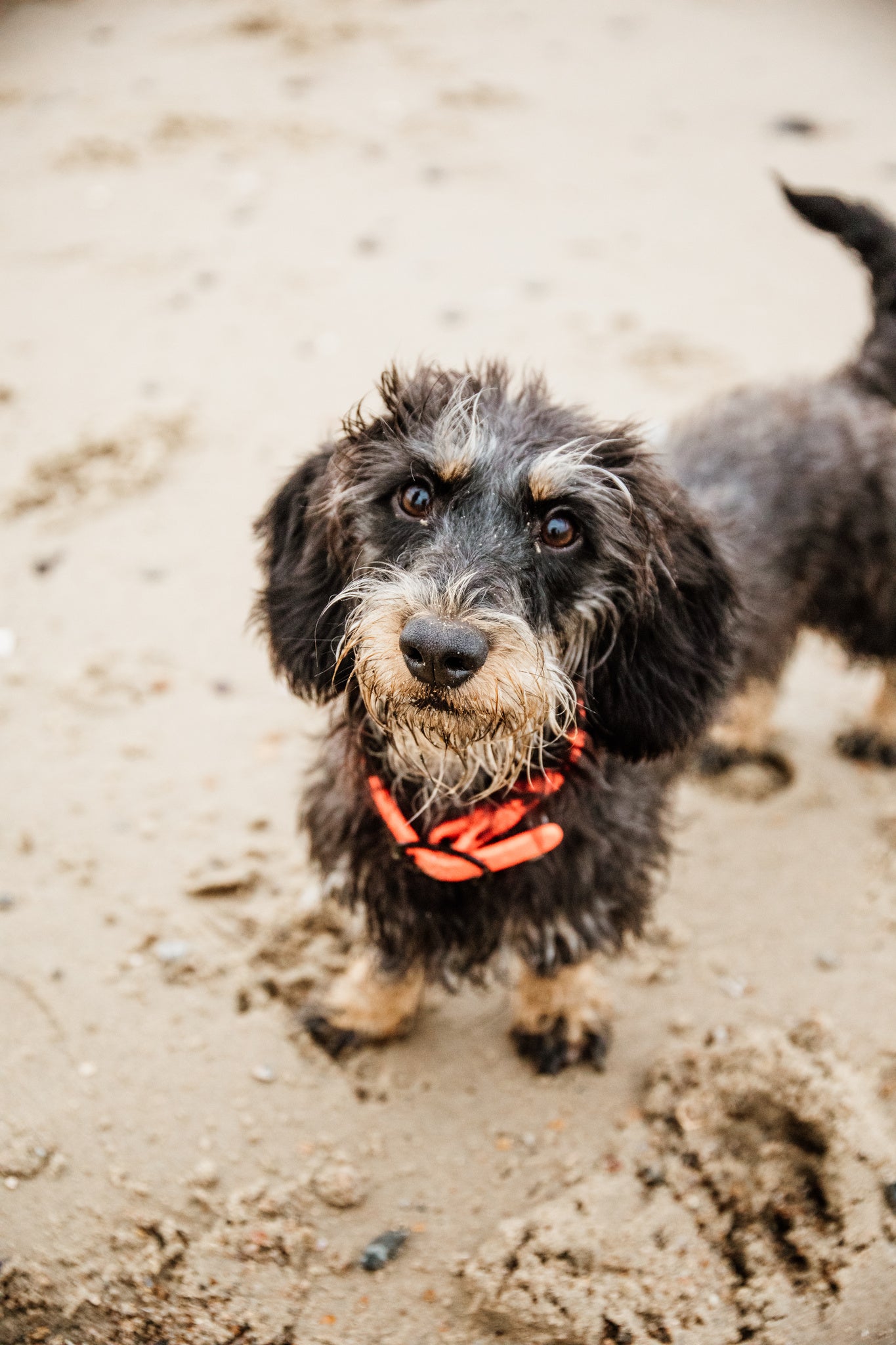 Collier pour chien Soft Rubber - Kentucky