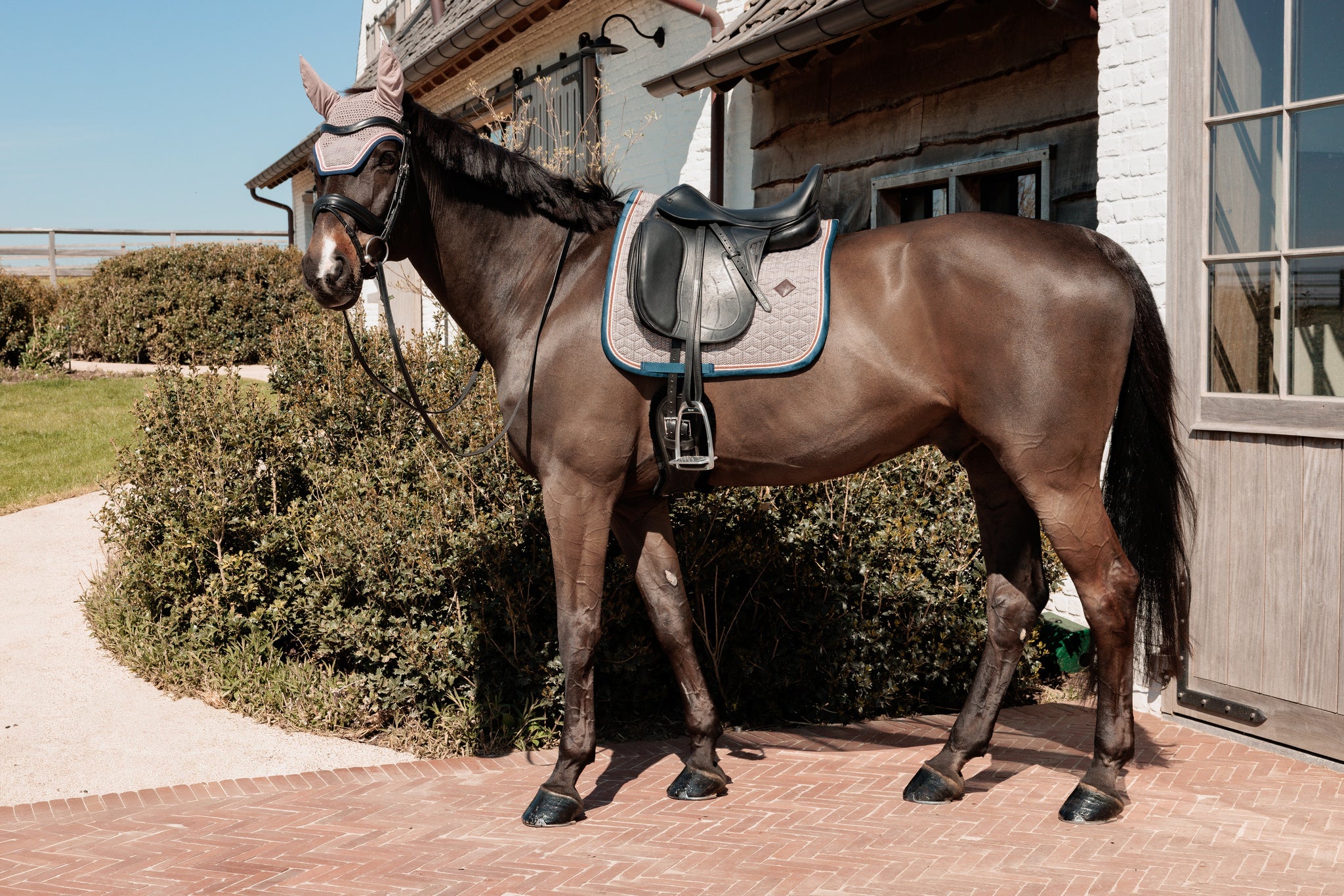 Tapis de selle Pied de Poule bordeaux DRESSAGE - Kentucky