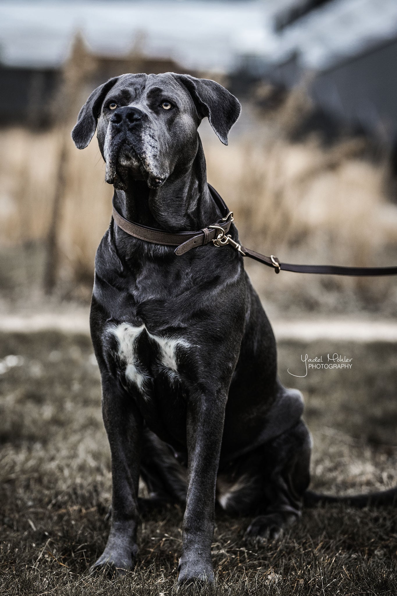 Collier pour chien Velvet Leather - Kentucky