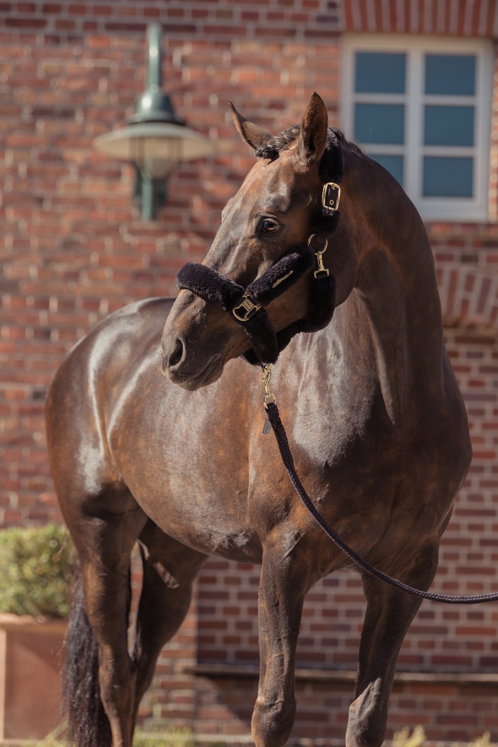 Licol complet Faux Fur Heritage 2025 - Eskadron