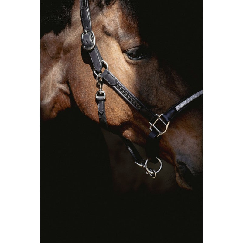 Licol cuir Harmonie - PENELOPE COLLECTION