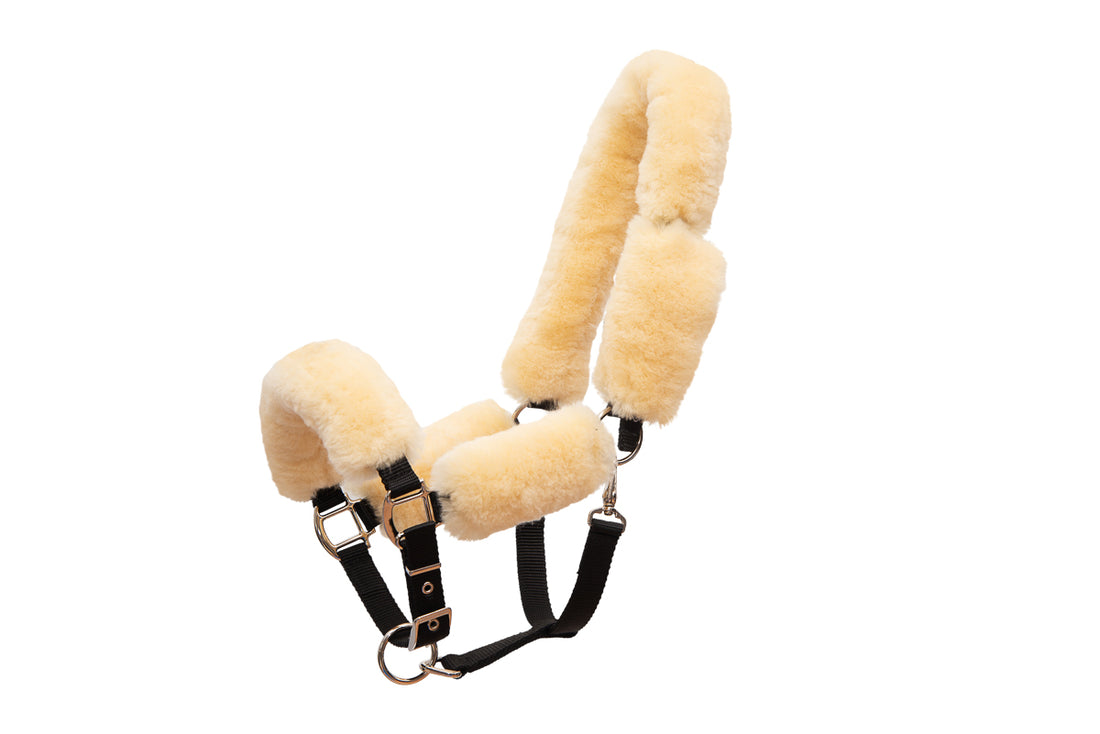 Halter with sheep set - Mattes