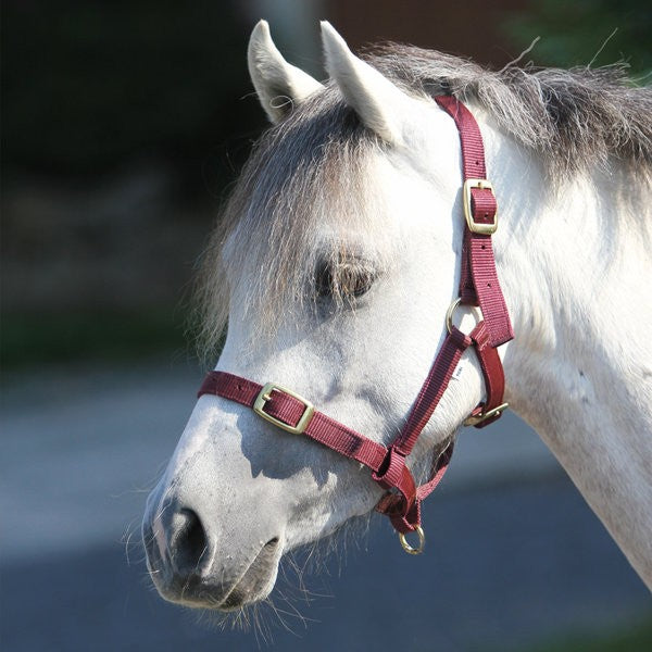 Foal Halter - Sportech Memory