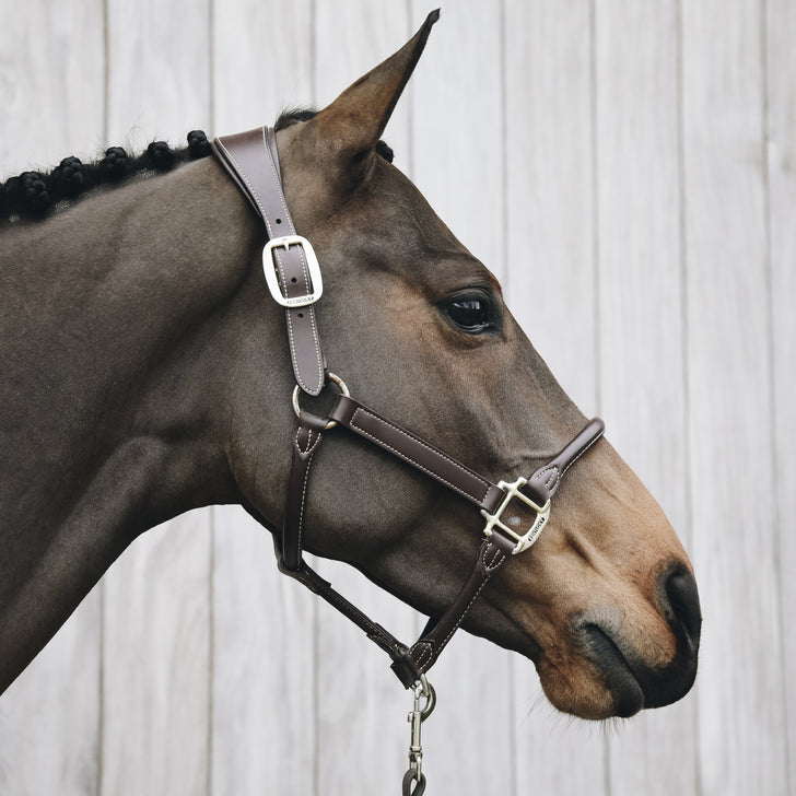 Anatomical leather halter - Kentucky