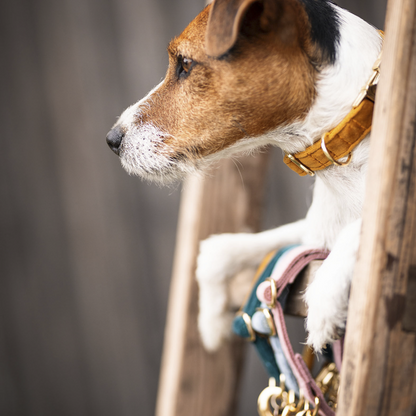Velvet dog collar - Kentucky
