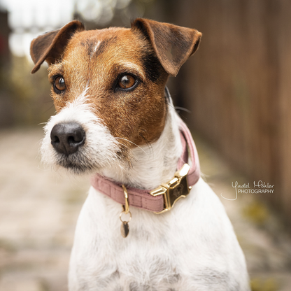 Velvet dog collar - Kentucky