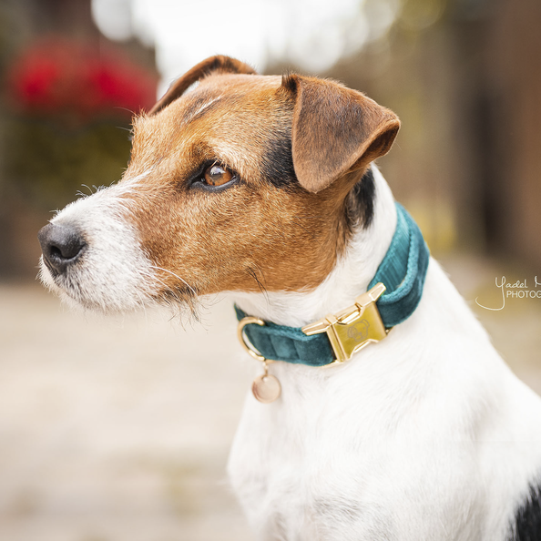Velvet dog collar - Kentucky