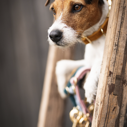 Velvet dog collar - Kentucky