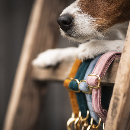 Velvet dog collar - Kentucky