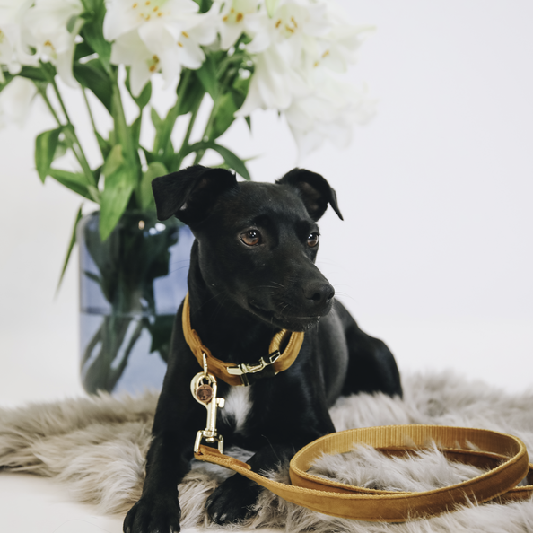 Laisse pour chien Velvet 120 cm - Kentucky