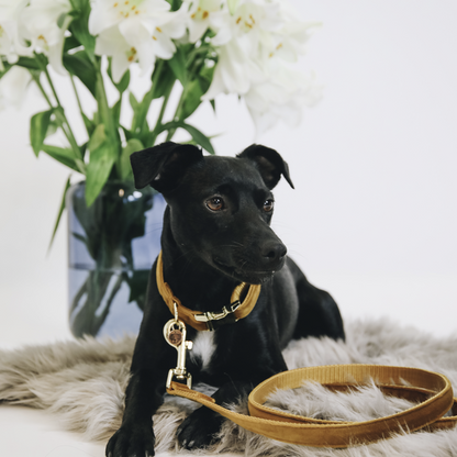 Laisse pour chien Velvet 120 cm - Kentucky